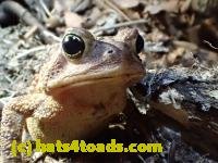 /home//u458753944/public_html/sourcegallery///////Roxborough Toad Detour/2013-2019/2017/P4110687.JPG